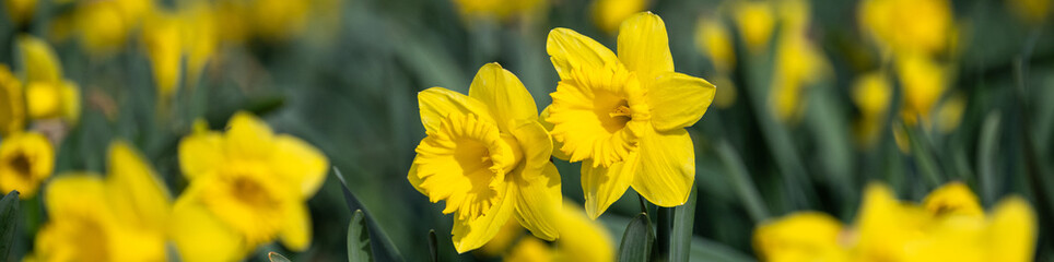 Closeup of classic bright yellow daffodil flowers growing in a field, Skagit County, Washington State
