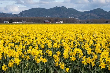Fototapeta premium Happy spring, celebrating with classic bright yellow daffodil flowers growing in a field with a red barn in the background, Skagit County, Washington State 