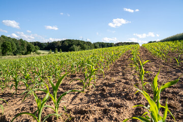 Small corn plants in the country field in summer 