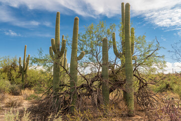 4 saguaro in a mesquite tree, desert, tucson arizona