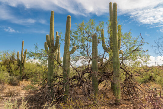 4 saguaro in a mesquite tree, desert, tucson arizona