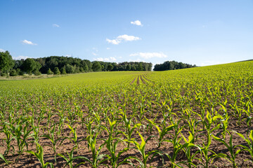 Farm field with small growing corn plants in summer 