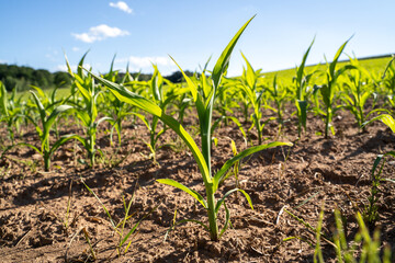 Naklejka premium Cornfield with small corn plants on a sunny day in summer