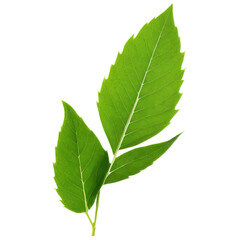 green leaves isolated on white background