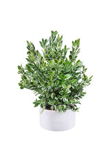 ornamental trees and shrubs (ficus, fig) with colorful foliage. in clay pots for home and garden decoration. Total of 3 trees. (png) Isolated on white background. collage with herbs.