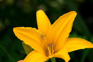 黄色い花とクモ