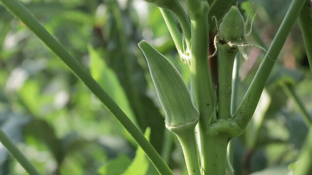Slow Motion shot around a Small Okra Growing in a Garden Outside in the Evening with Light Glowing on it