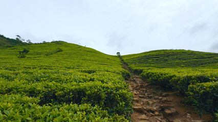 Beautiful trails on tea plantations with green bushes. Action. Dirt trails among green tea bushes....