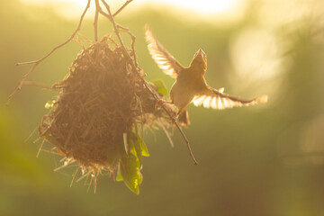 Tiny Asian yellow warbler bird building the nest by pulling twigs together in the morning.