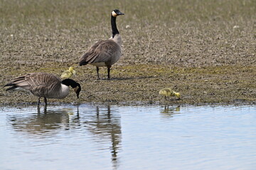 Canada goose family