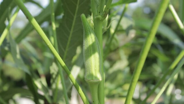 Handheld Slow Motion shot of a Small Okra Growing in a Garden in the Evening Outside