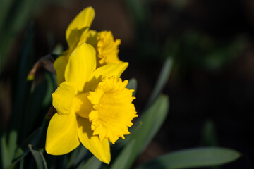 Closeup flower portrait of classic bright yellow daffodil flower growing in warm evening light with a dark background, Skagit County, Washington State
