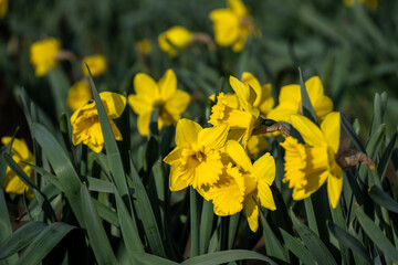 Obraz premium Closeup of classic bright yellow daffodil flowers growing in a field, Skagit County, Washington State 