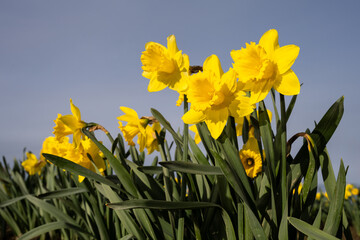 Obraz premium Closeup looking up at classic bright yellow daffodil flowers growing in warm evening light, dark sky in background, Skagit County, Washington State 