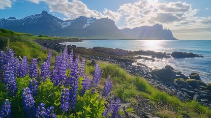 Beautiful sunny day and lupine flowers on stokksnes cape in iceland