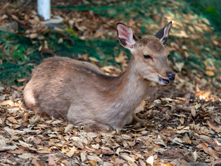 落葉の上で休む鹿