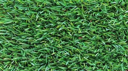  A tight shot of a lush, thin green grass patch, teeming with numerous tiny blades