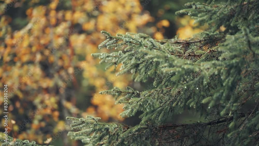 Poster raindrops fall from the needles of the pine tree. a lose-up parallax shot.