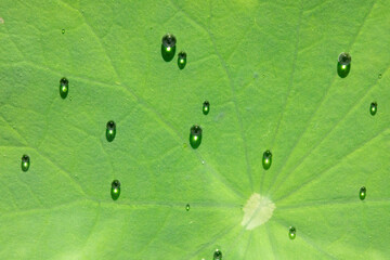 Dewdrops rolling on lotus leaves