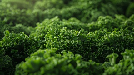  A tight shot of numerous green plants with dense foliage in the foreground, and a softly blurred background of the upper plant portions