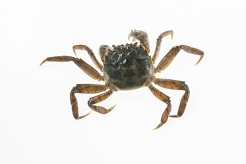 Wild Chinese Mitten Crab, Hairy Crab, in the rivers of Shanghai, China