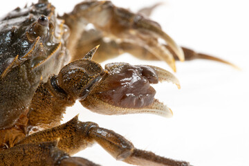 Wild Chinese Mitten Crab, Hairy Crab, in the rivers of Shanghai, China