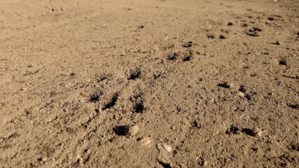 畑に残された熊の足跡