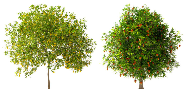 Isolated Highly Detailed Mango Fruit Trees On Natural Daylight Collection Group of Trees Highly Realistic Cutout High-Res Set Transparent Background 3D Rendering