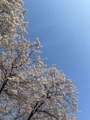 Cherry Blossom party