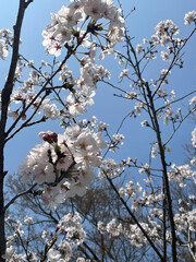 Cherry Blossom party