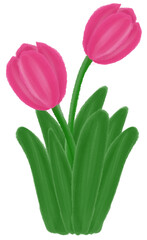 tulip