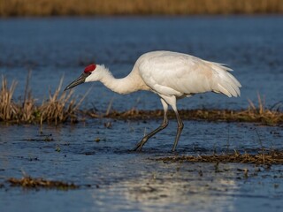 Whooping crane