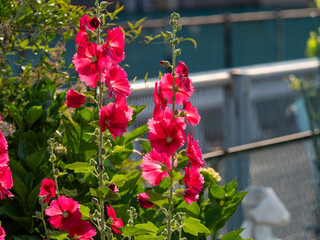 農園に咲く赤いタチアオイの花