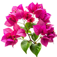 a bougainvillea flower