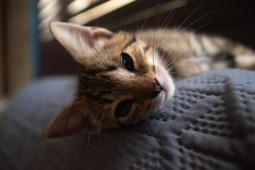 Mascotas: Gato joven en primer plano, descansando sobre respaldo de sillon.