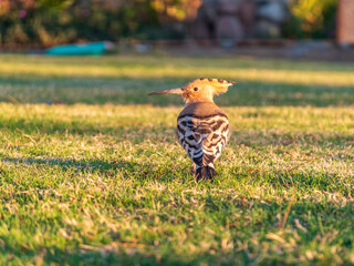 Eurasian hoopoe or Common hoopoe (Upupa epops) bird close-up on natural green grass background