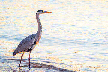 A heron hunting in the sea. Grey heron on the hunt