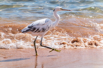 White Western Reef Heron (Egretta gularis) at Sharm el-Sheikh beach, Sinai, Egypt