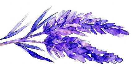   Watercolor depiction of purplish blossoms atop a white canvas, framed by a verdant central stem