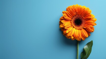  An orange flower with a single stem against a blue background The flower's center features a green leaf