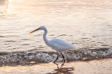 Great egret (Ardea alba), a medium-sized white heron fishing on the sea beach