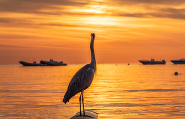 A heron hunting in the sea in the sunset or sunrise light