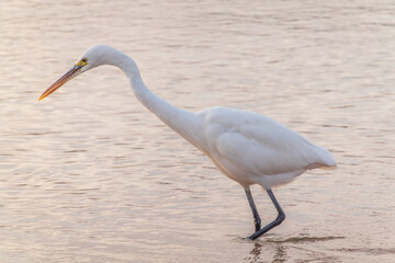 Great egret (Ardea alba), a medium-sized white heron fishing on the sea beach
