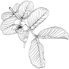 Guava flower drawing vector illustrations. Botanical floral hand drawn element.