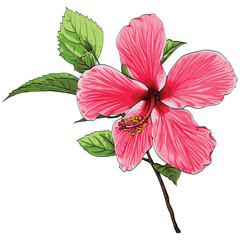 Red hibiscus flower drawing vector illustrations. Botanical floral hand drawn element.