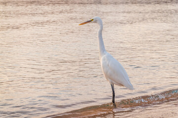 Great egret (Ardea alba), a medium-sized white heron fishing on the sea beach