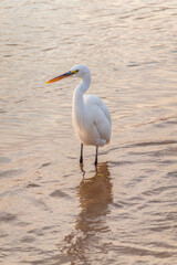 Great egret (Ardea alba), a medium-sized white heron fishing on the sea beach