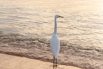 Great egret (Ardea alba), a medium-sized white heron fishing on the sea beach