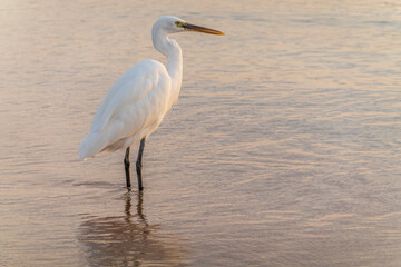 Great egret (Ardea alba), a medium-sized white heron fishing on the sea beach