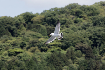 山を背景に飛ぶカモメ